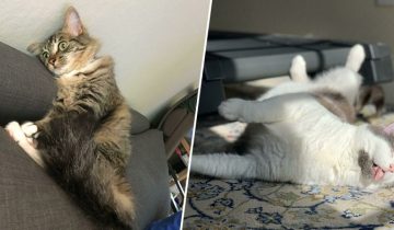 Доктор, с моей кошкой, что то не так!