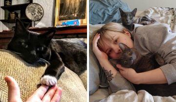 преданные коты