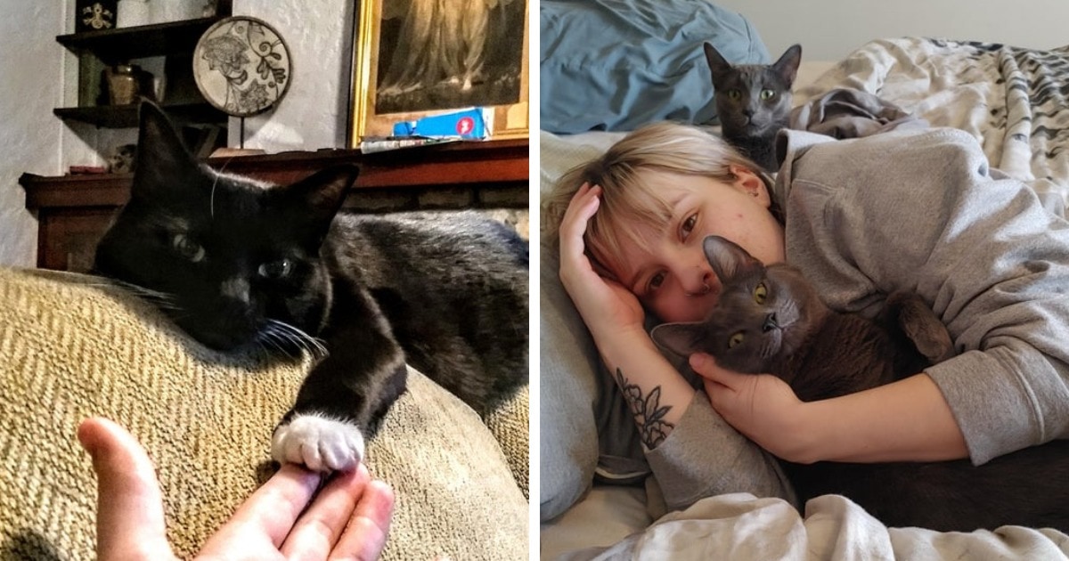преданные коты