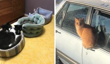 понять логику кота