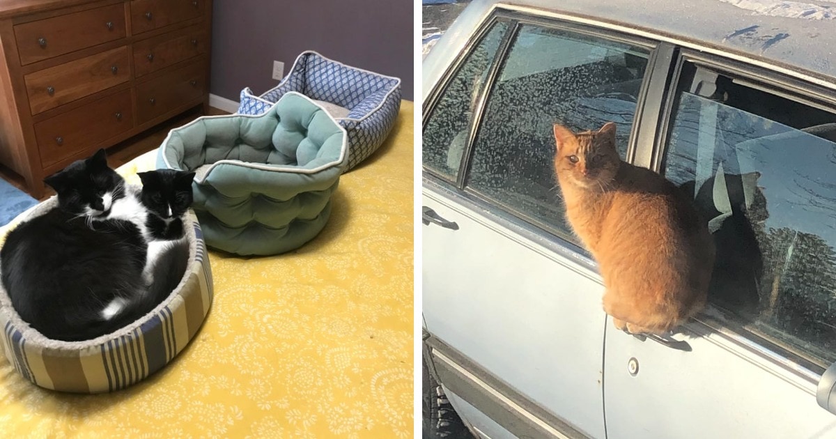 понять логику кота