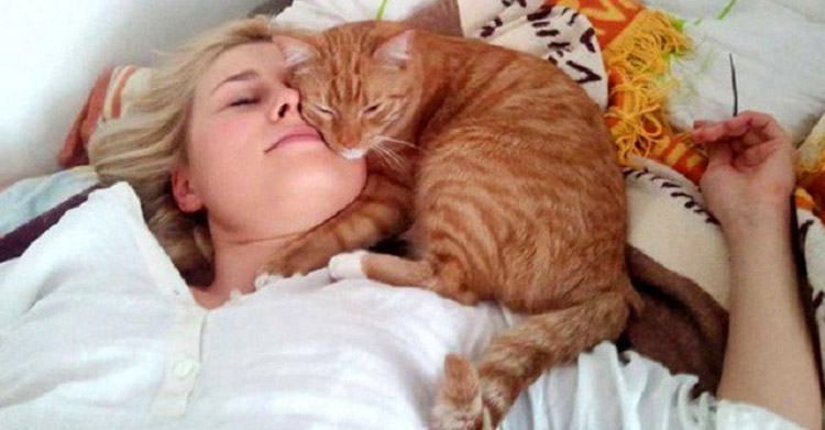 различные позы кота