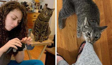 Котики поработили