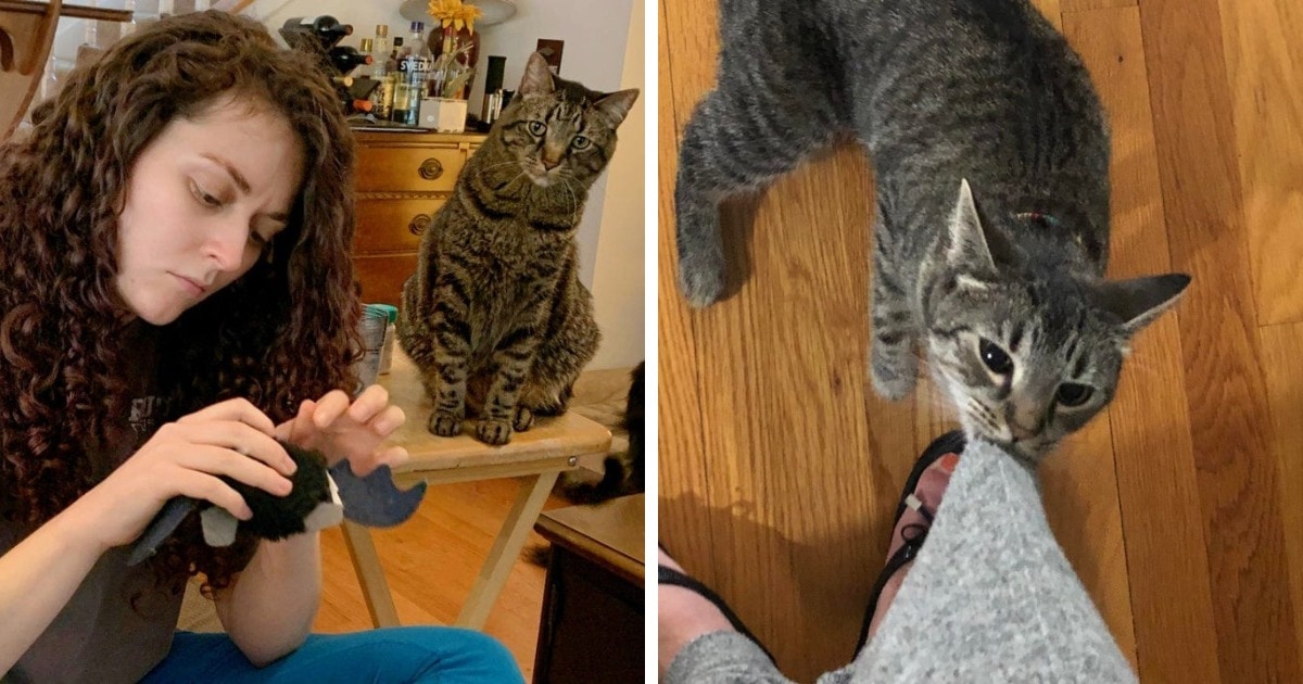 Котики поработили