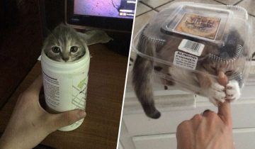 Котики обожают залезать