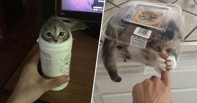 Котики обожают залезать
