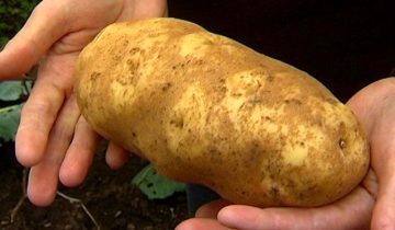 Огромный картофель