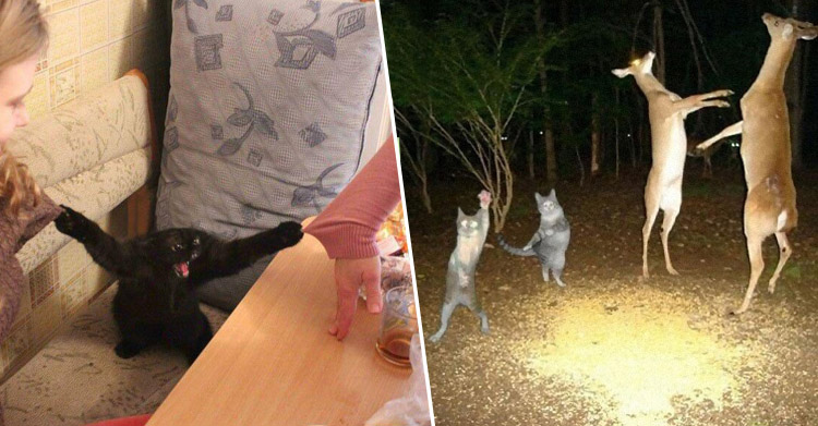 вытворяют чудеса