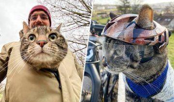 Кошка Катод