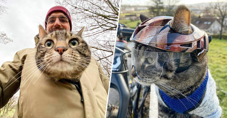 Кошка Катод