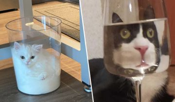 Без кота очень сложно