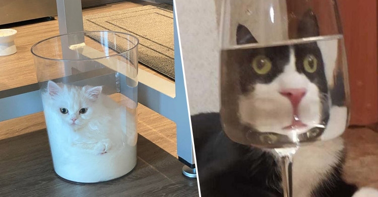 Без кота очень сложно