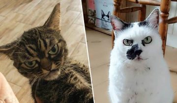 Рассерженные коты