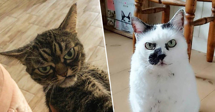 Рассерженные коты