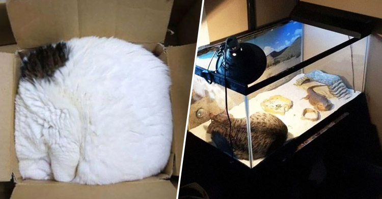 Коты могут спать