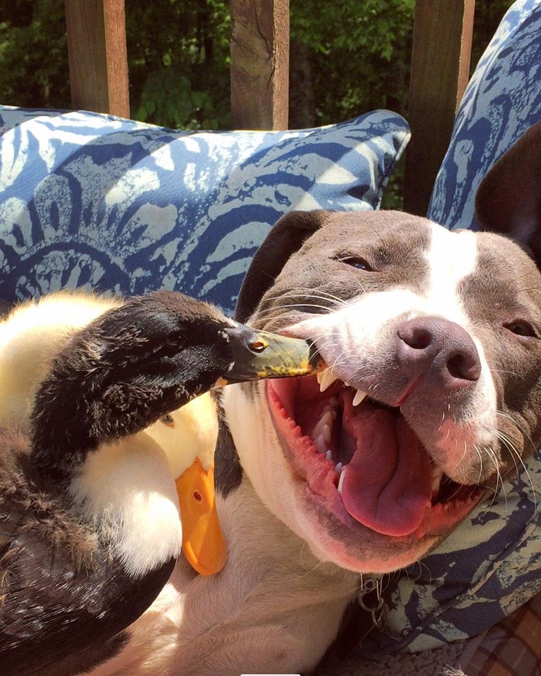 Cat duck. Смешные животные. Животные друзья. Дружба животных. Гусь и собака.