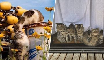 котики с другой планеты