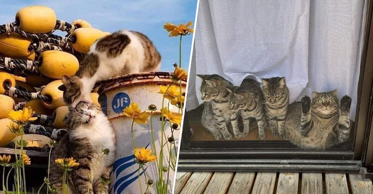котики с другой планеты