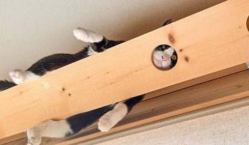 котики сошли с ума