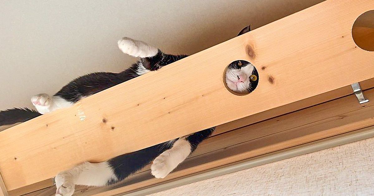 котики сошли с ума