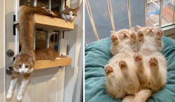 смотришь на кота