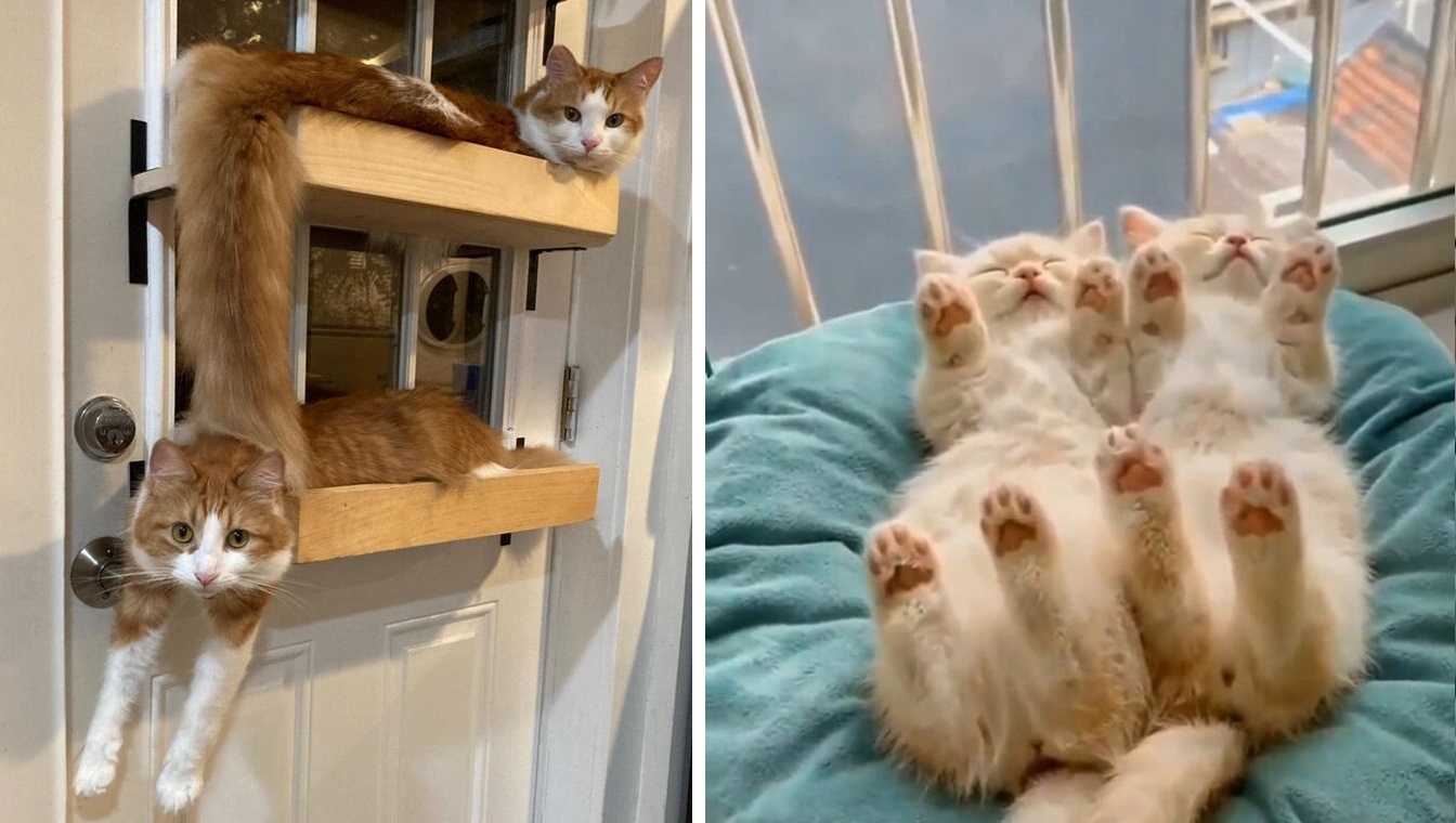 смотришь на кота