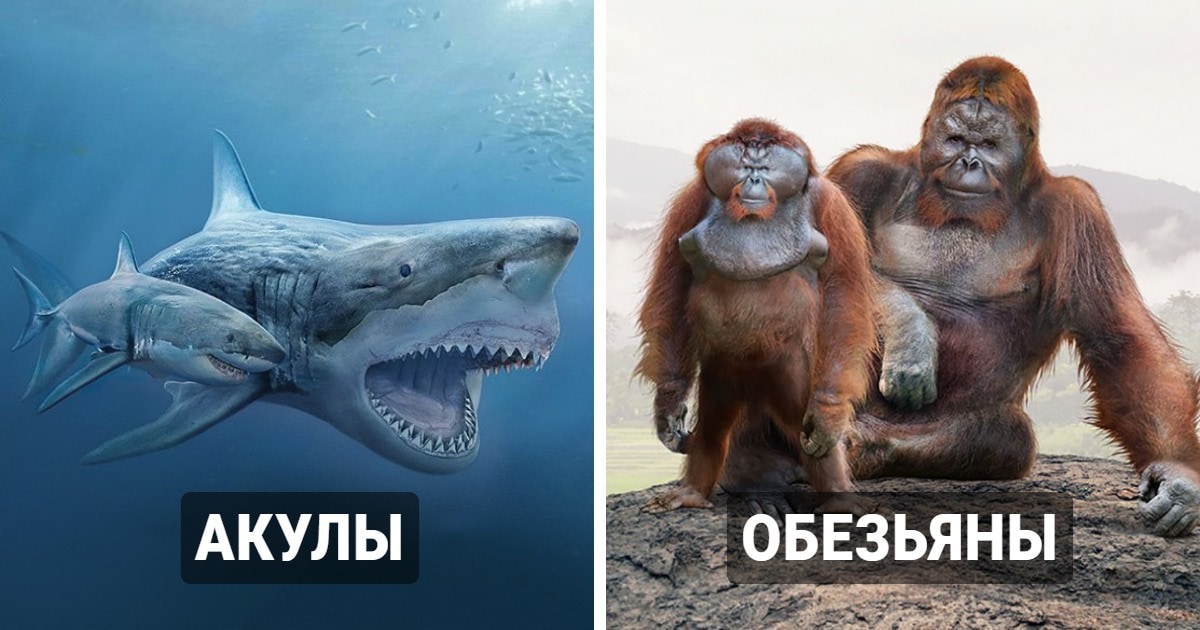 прародители современных животных