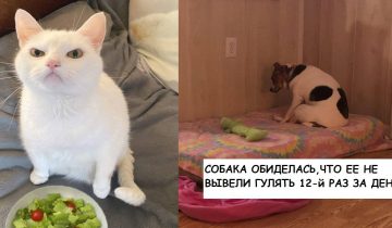 не умеют обижаться