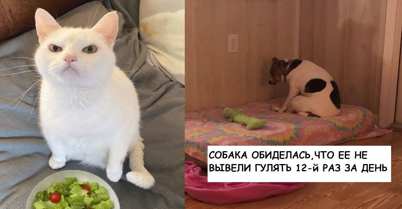 не умеют обижаться