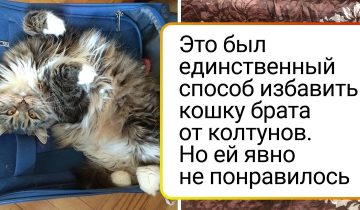 Животные после стрижки