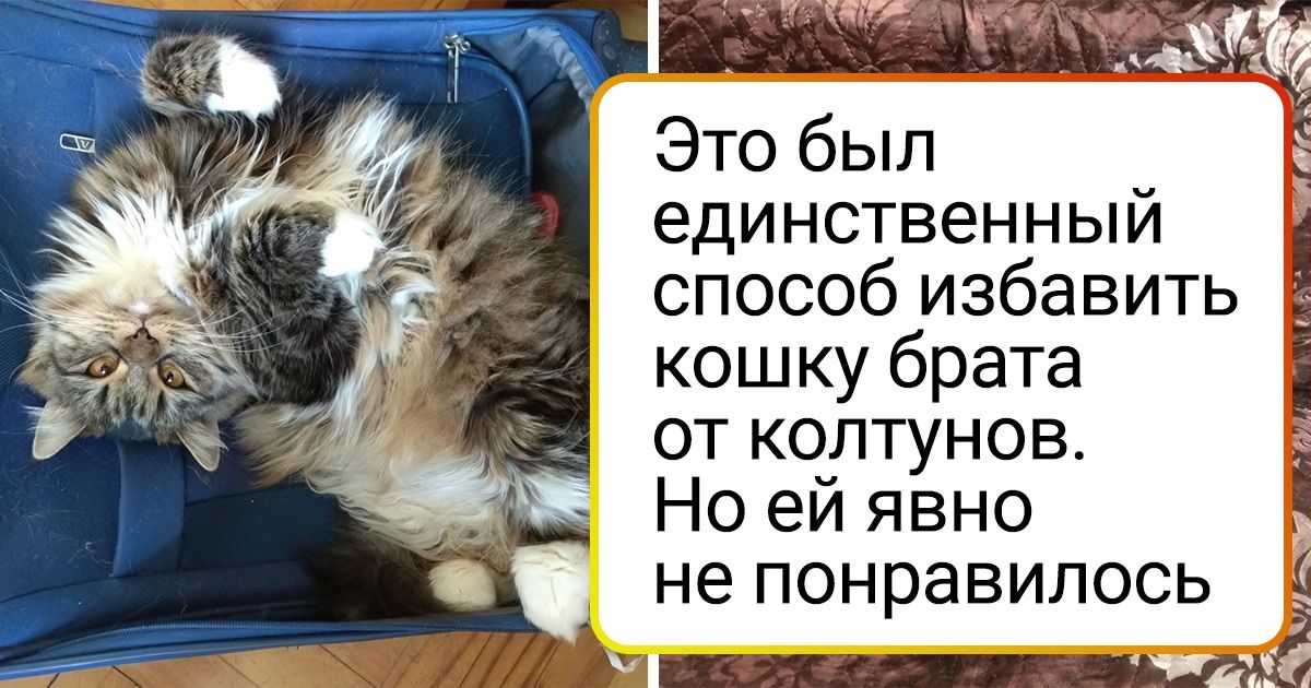 Животные после стрижки