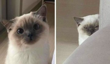 Смешные котики