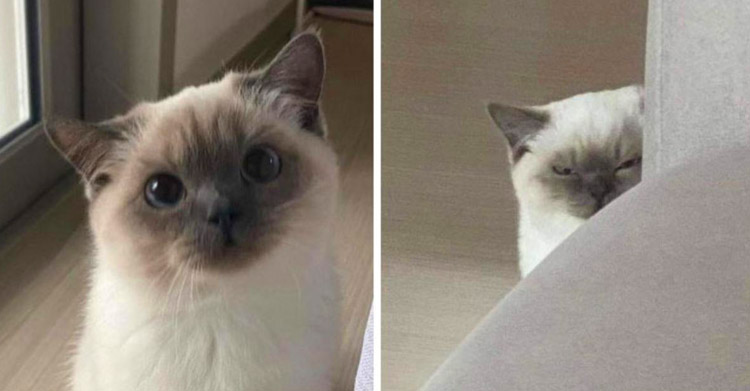 Смешные котики