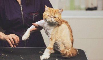 нельзя стричь котов