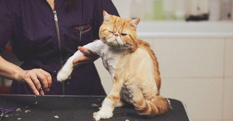 нельзя стричь котов