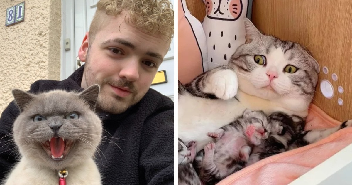 Котики были не в восторге
