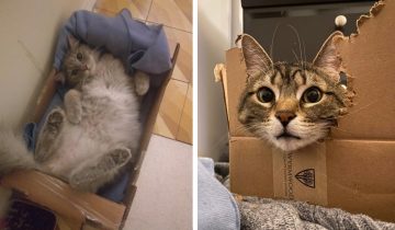 Картонная коробка и кошка