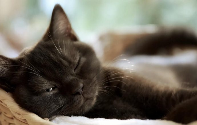 кошки все время спят