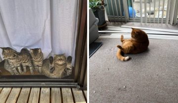 Смысл котиков