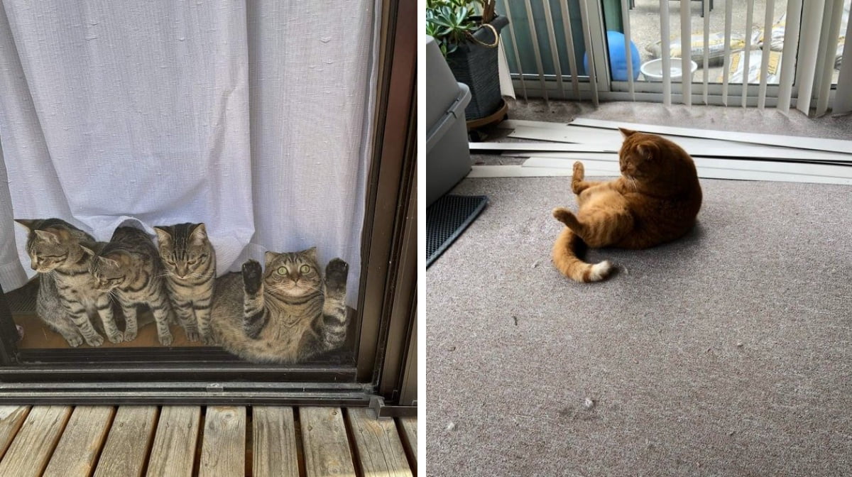 Смысл котиков