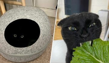 вислоухая кошка Мяунджи