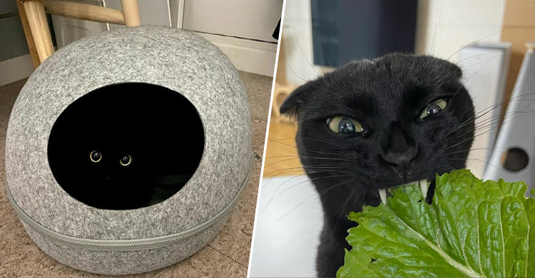вислоухая кошка Мяунджи