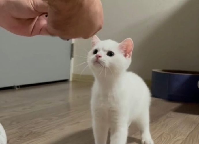 переживают за свои игрушки