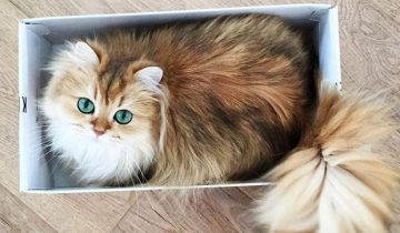 самая милая кошка в мире