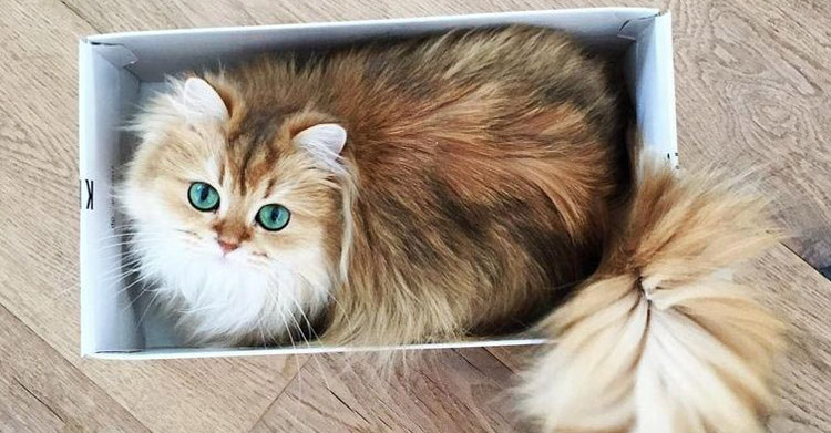 самая милая кошка в мире