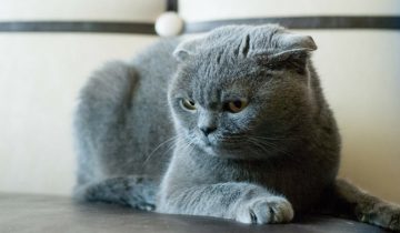 Шотландская вислоухая кошка