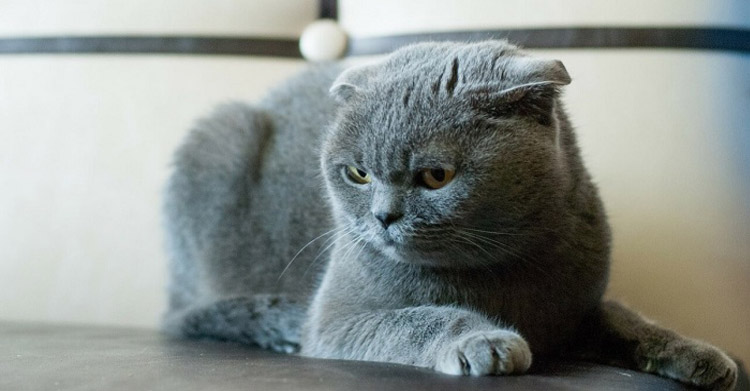 Шотландская вислоухая кошка
