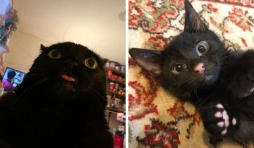 Чёрные котики