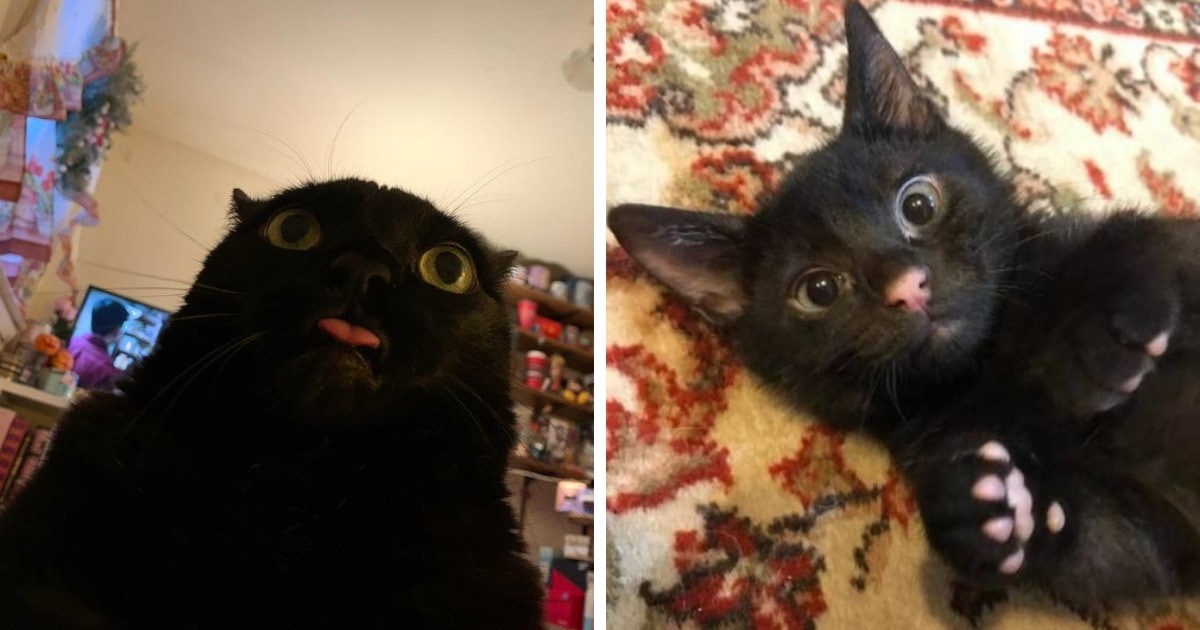 Чёрные котики