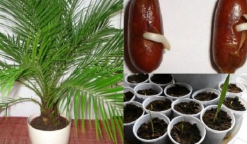 выращивание финиковой пальмы из косточки